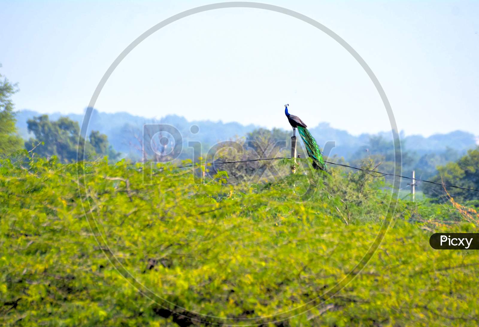 Indian Peafowl Or Peacock Sitting On A Top Of Pole