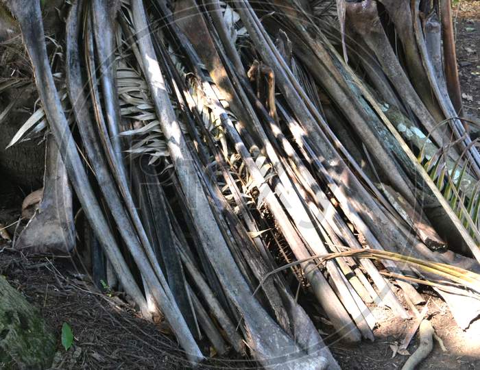 Old Coconut Leaf Stems Are Dried For Firewood