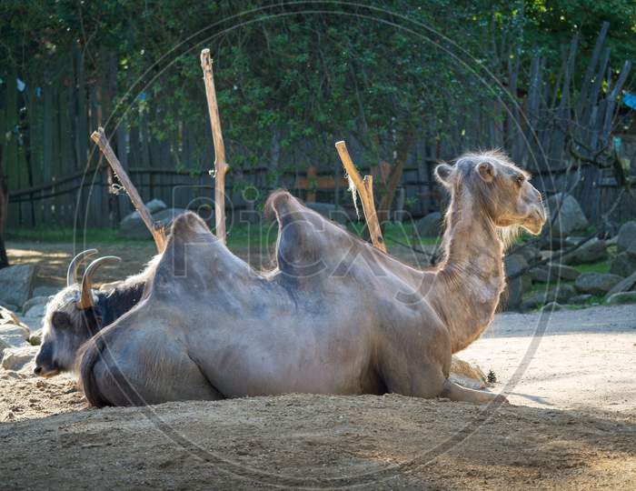 Side View Of The Camel Laying Down On The Sand In The Village.