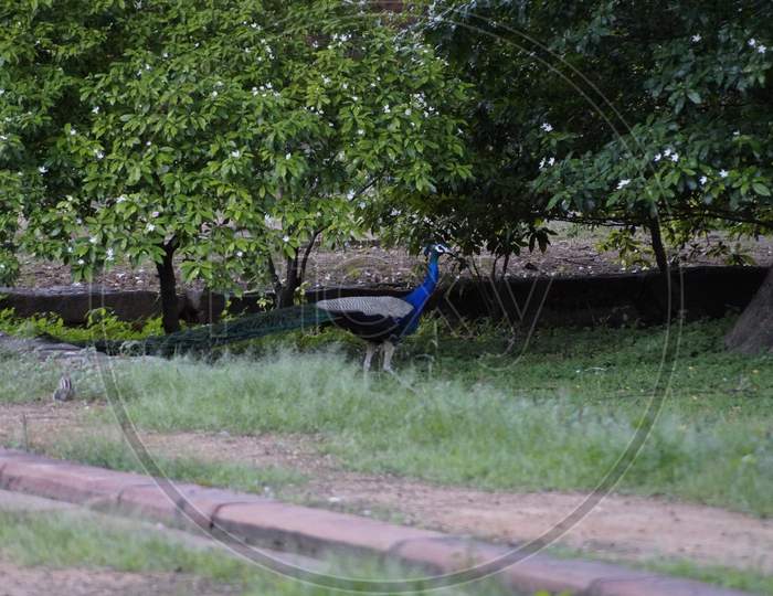 A peacock roaming freely in a garden.