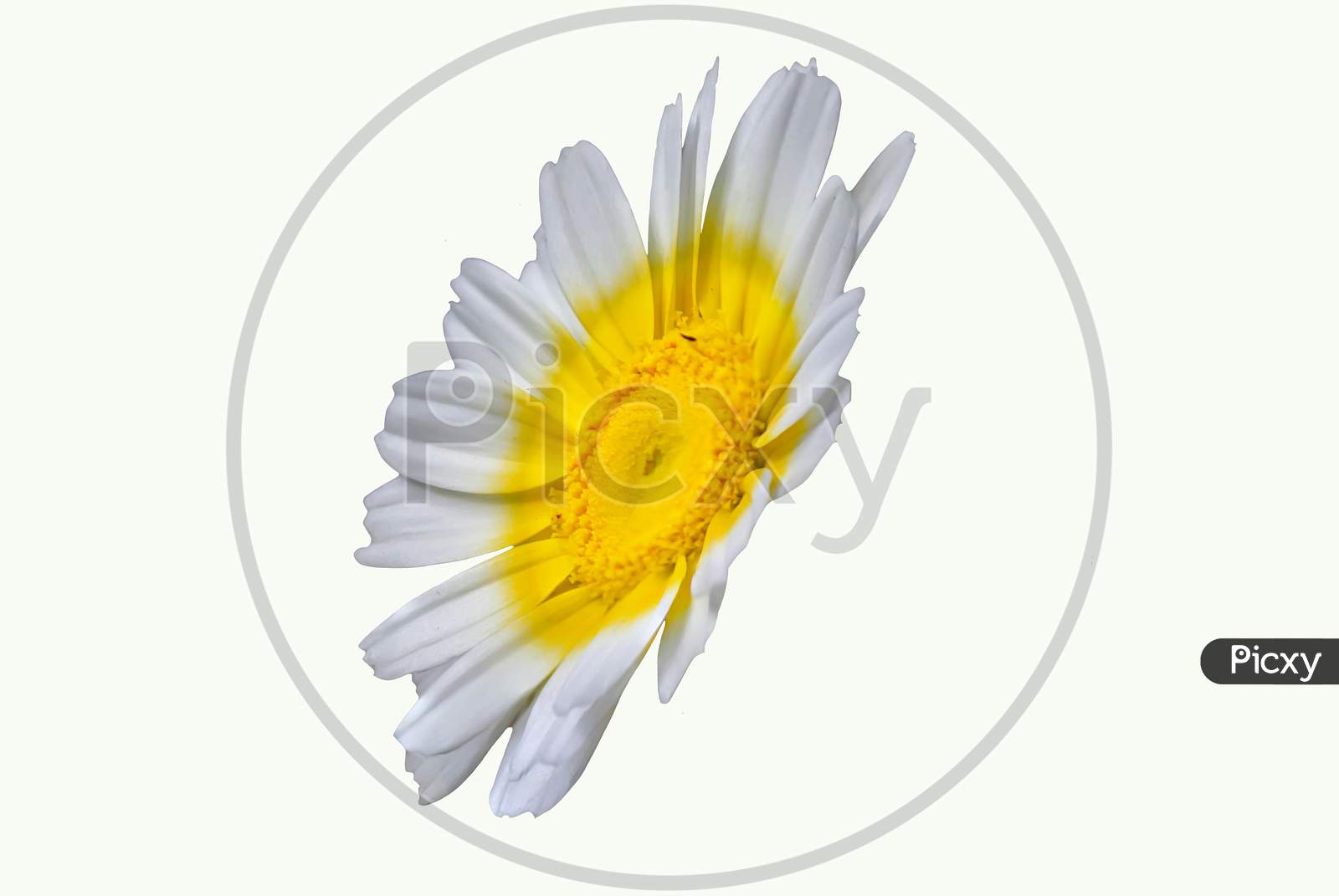 Single Chamomile Flower In White Back Ground