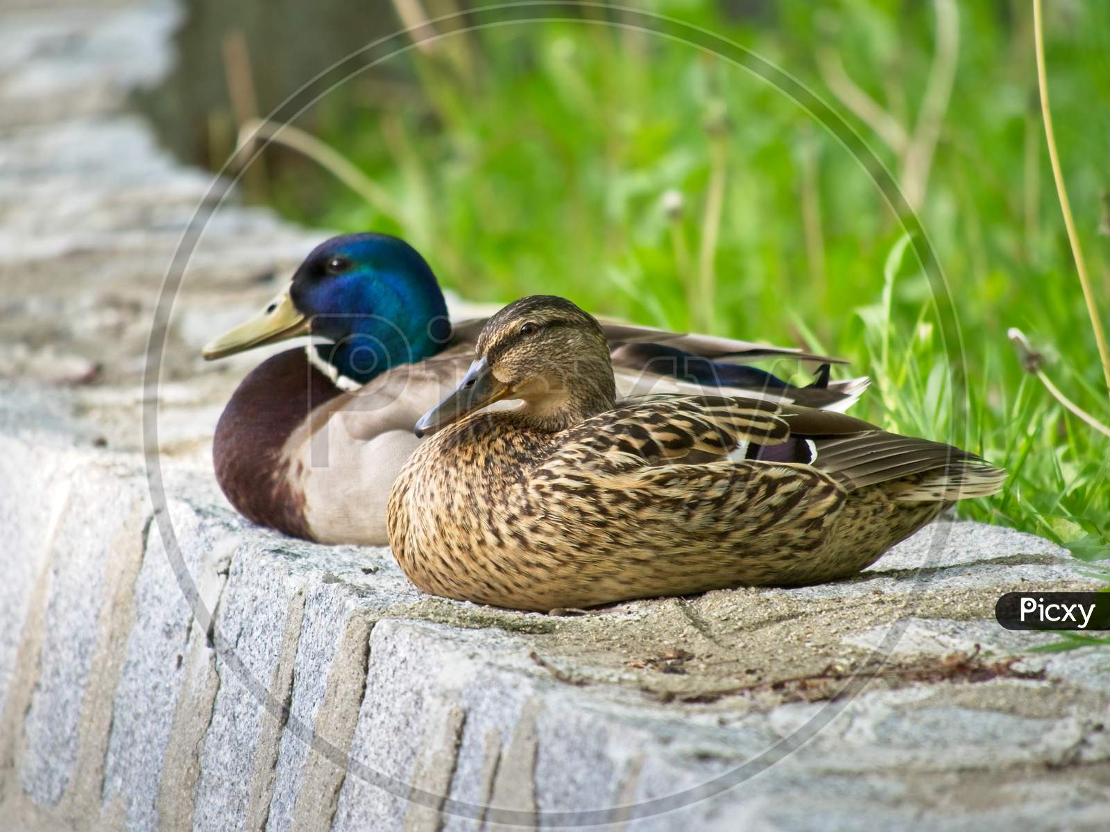 A Pair Of Wild Ducks Sitting On The Stone Wall Over The Pond. Side View Of Pair Of Mallards.