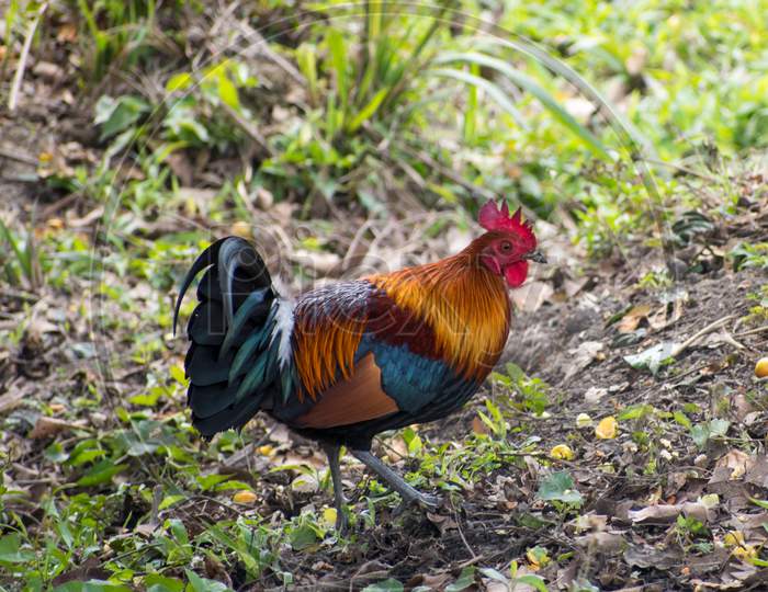 Wild Hen In Kaziranga National Park Assam
