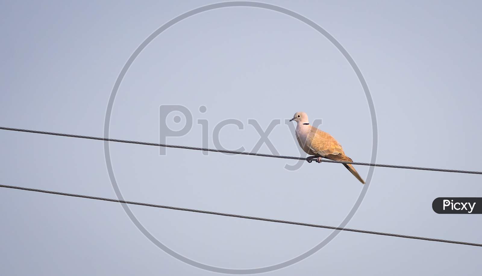 Eurasian Collared Dove Sitting On Parallel Electric Wire