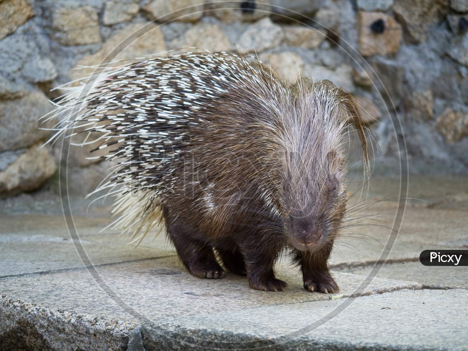 Cape Porcupine Or South African Porcupine.