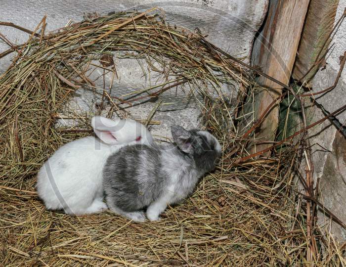 Two Baby Rabbits In Haulm Corner