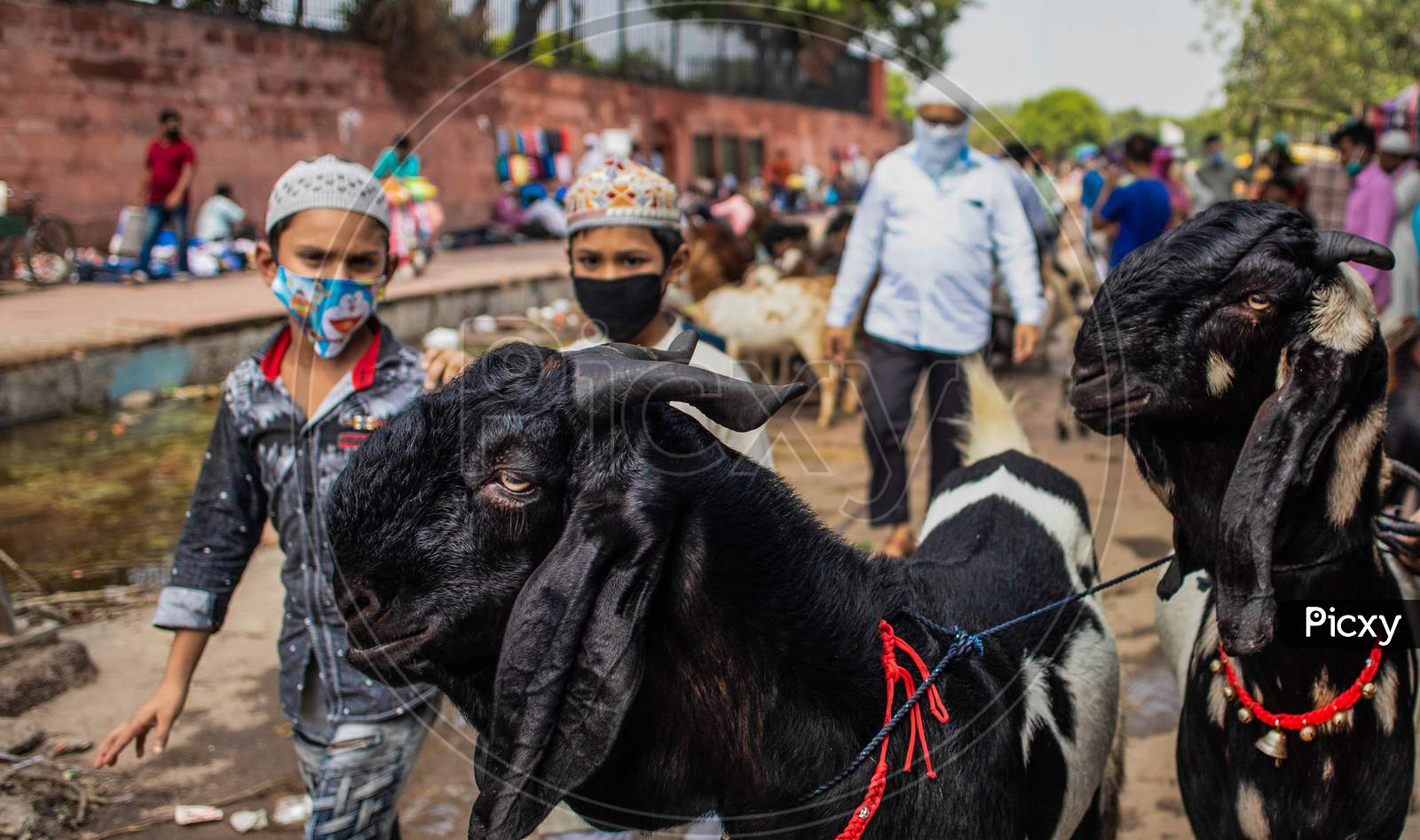 A Live-Stock Trader Waits For Customers At A Livestock Market, Ahead Of The Sacrificial Eid Al-Adha Festival, At Jama Masjid On July 23, 2020 In New Delhi, India.