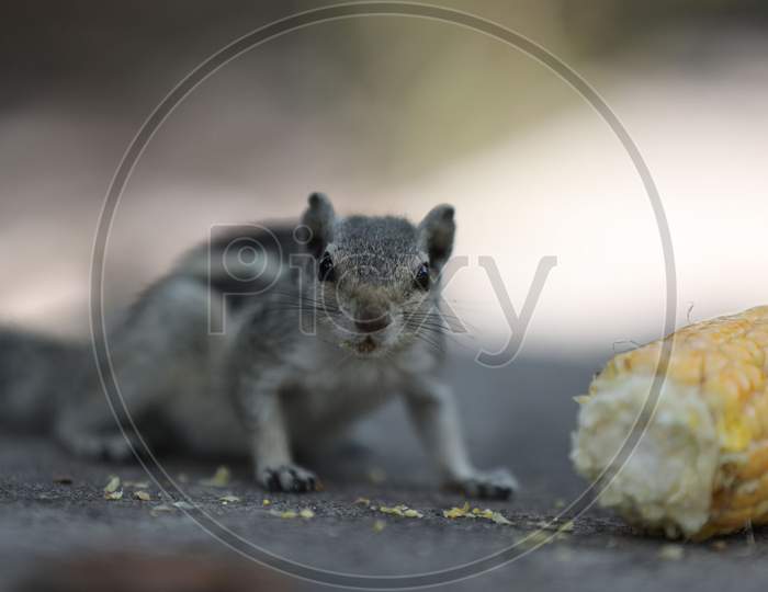 A squirrel eats corn at Jammu University ground on July 23, 2020 in Jammu.