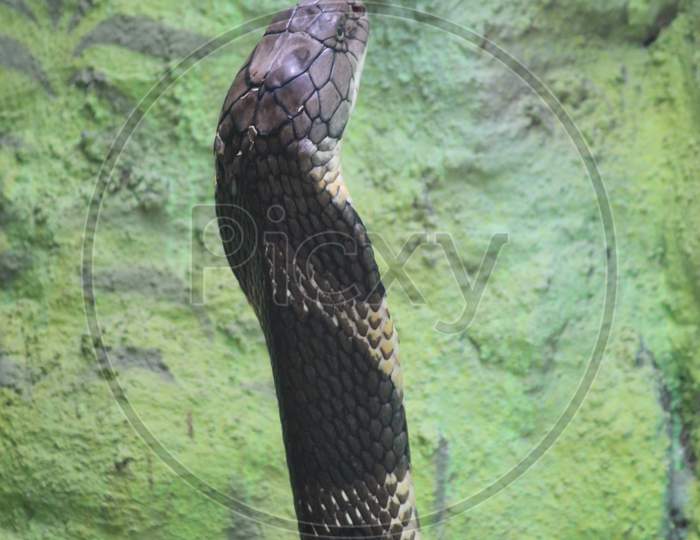 Forest cobra