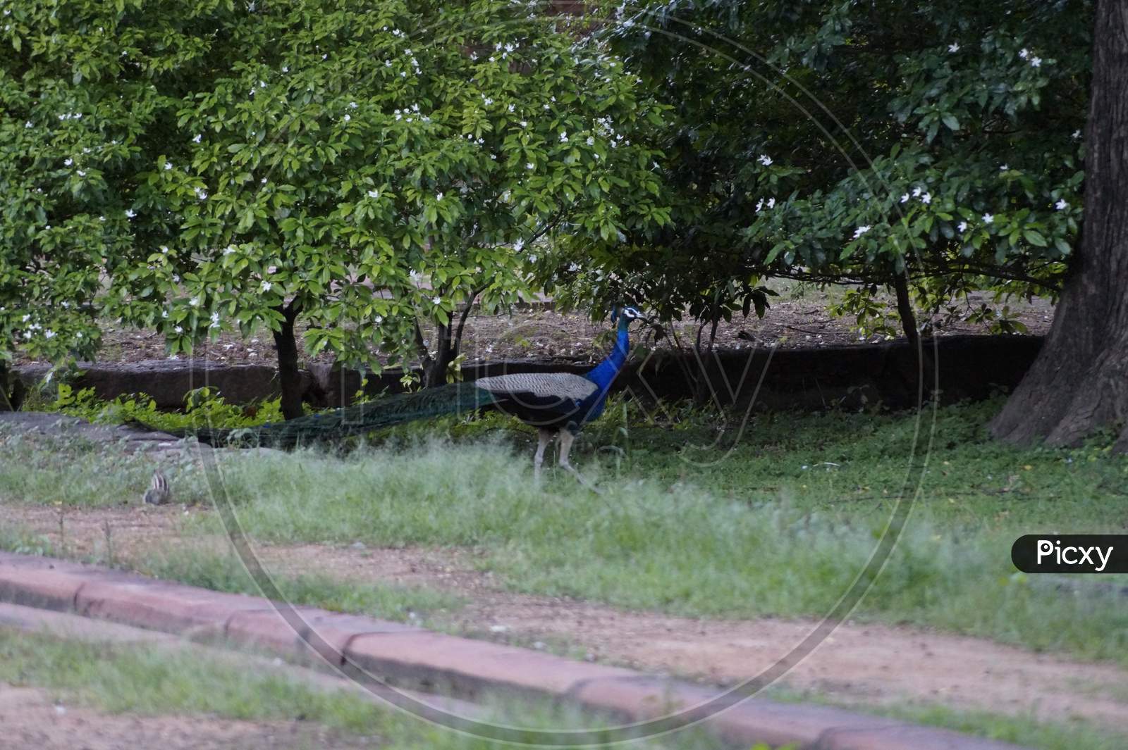 A peacock roaming freely in a garden.
