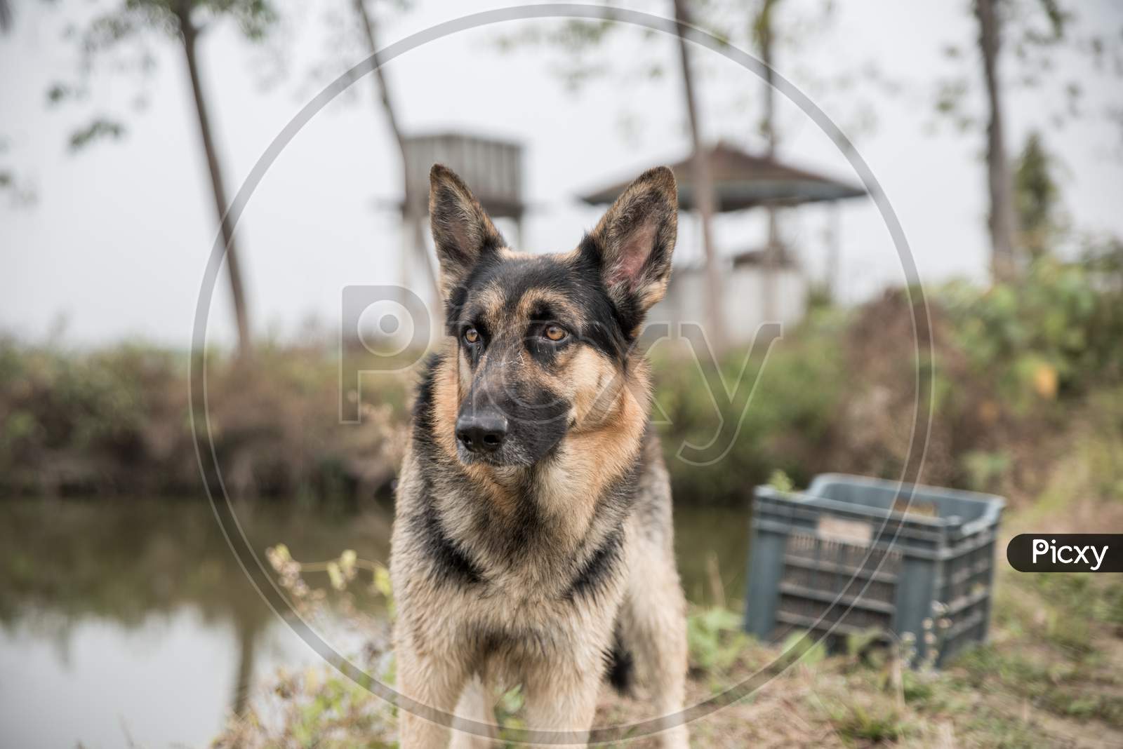 German Shepherd Dog, A friendly Pet