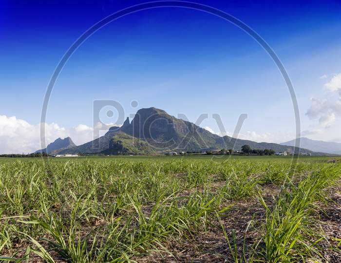 Sugarcane field against blue sky.