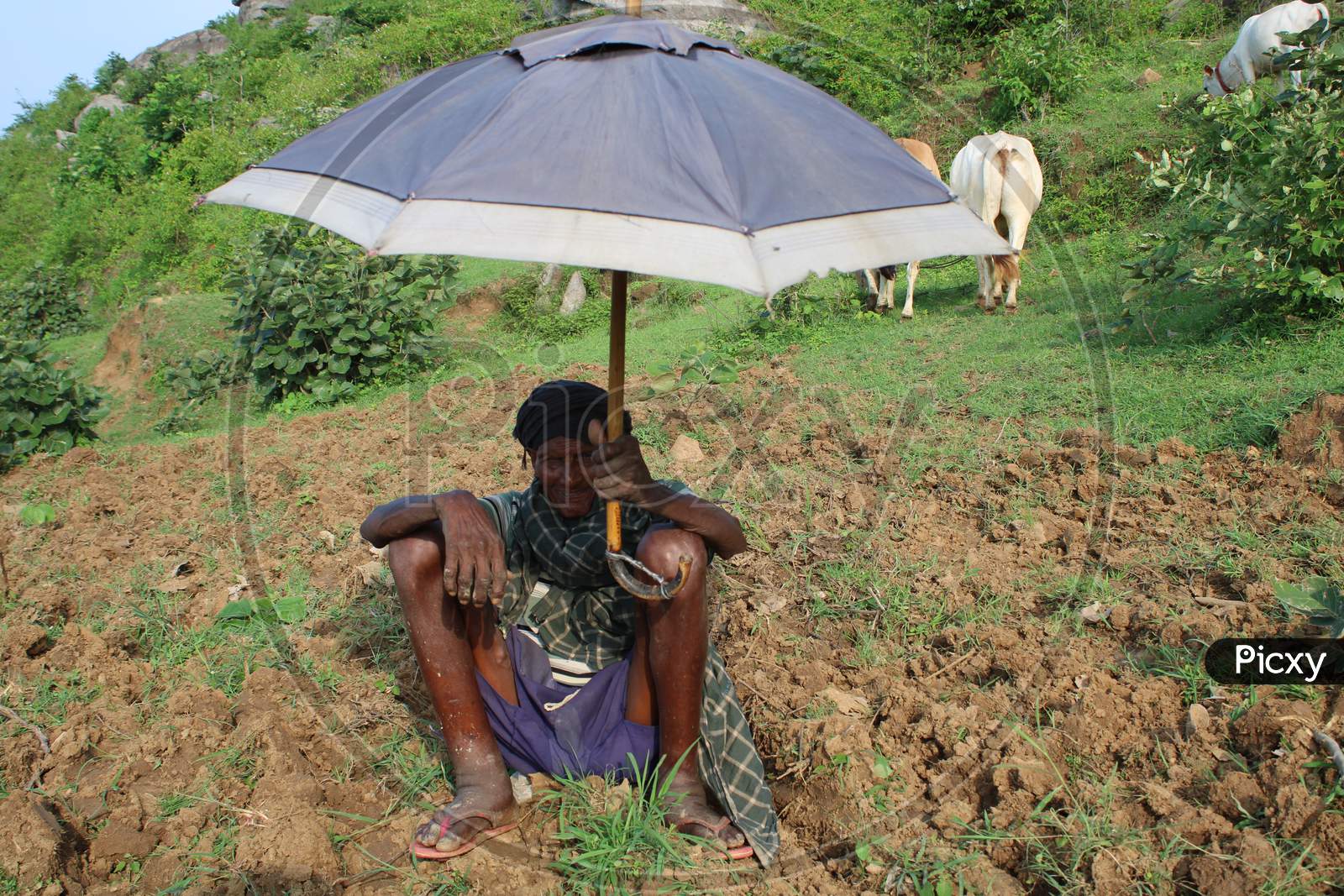 Old poor Cow grazier site on soil with umbrella holding in hand