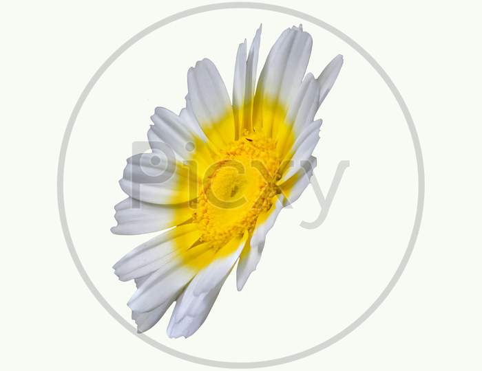 Single Chamomile Flower In White Back Ground