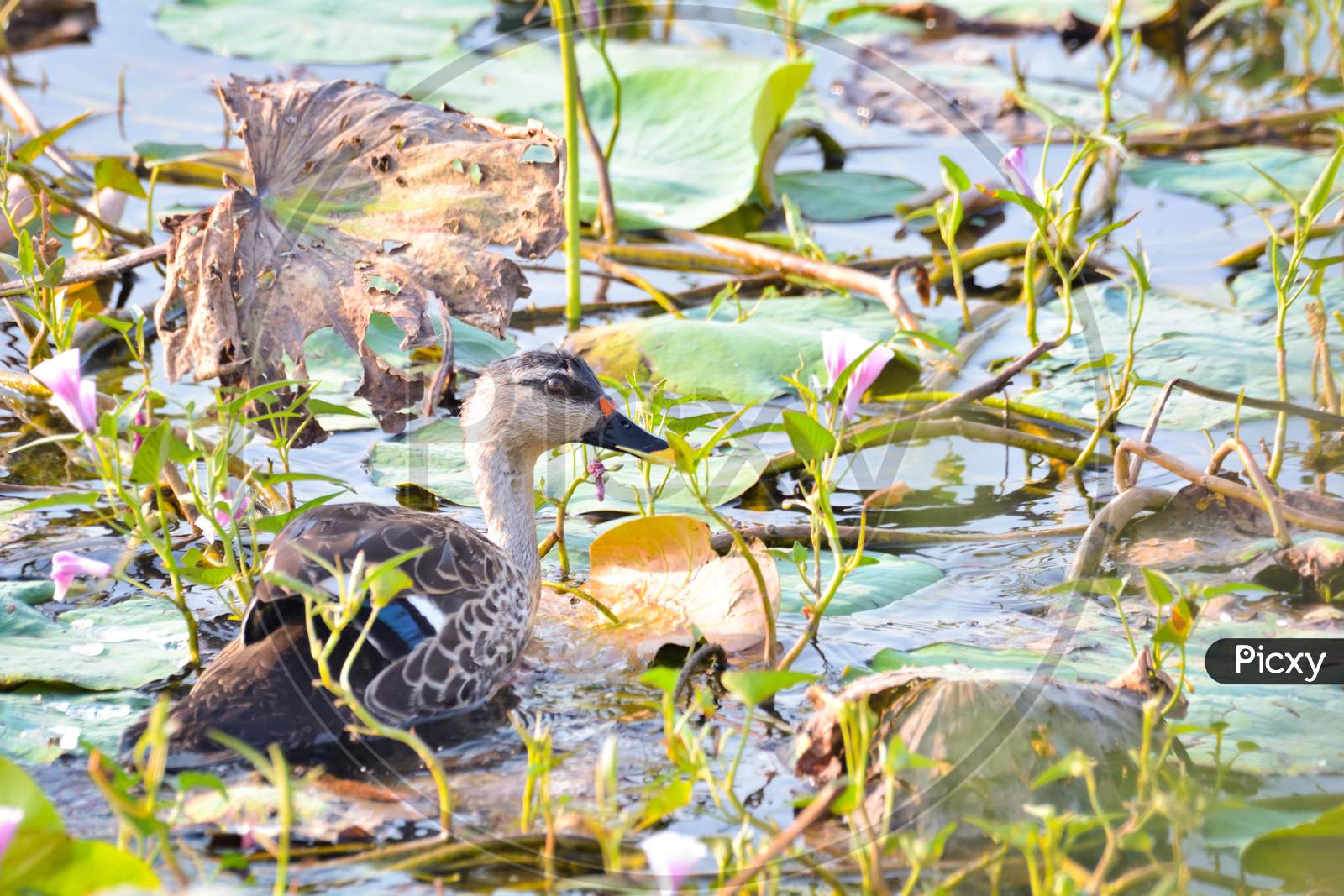 Indian Spot-Billed Duck
