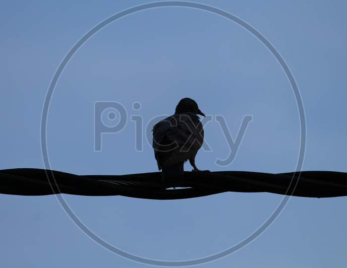 silhouette of a pigeon perched on a cable wire