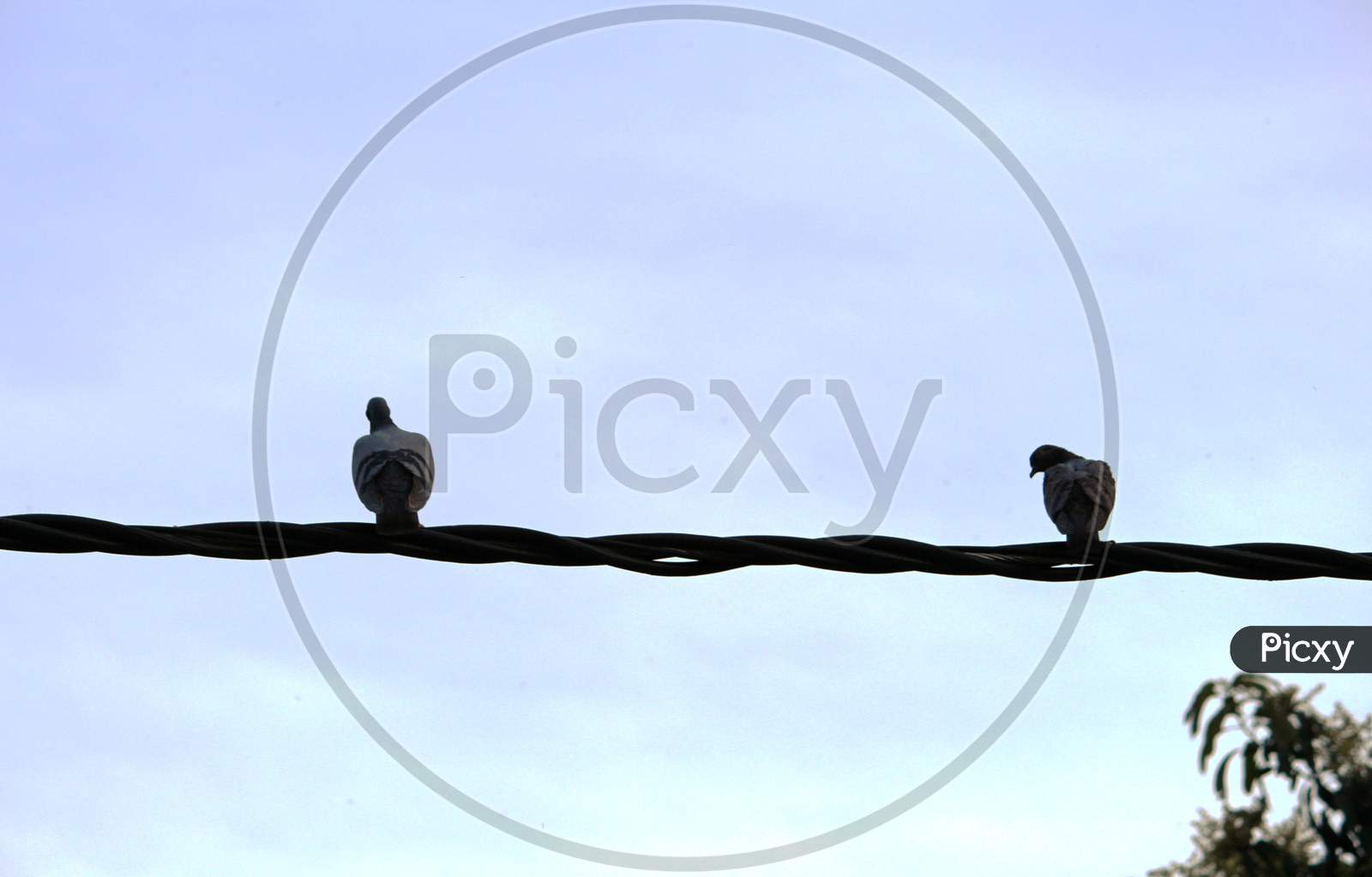 a pair of pigeons perched on a cable wire