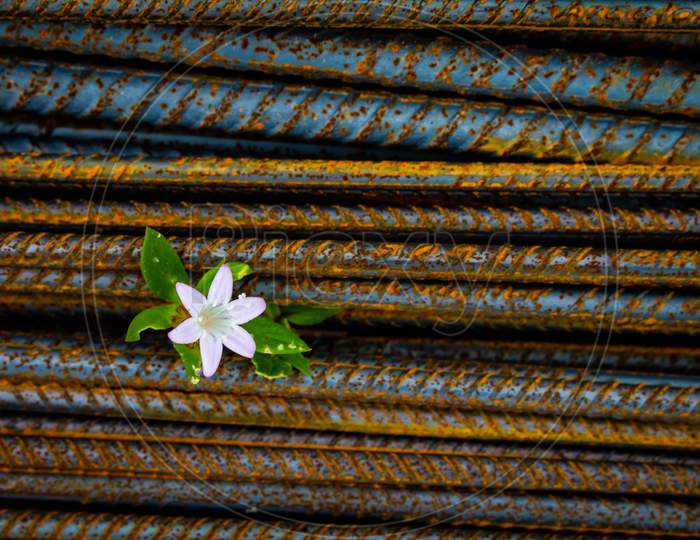 Steel Construction Rods With A Delicate White Flower. Metal Used To Make Columns In Brick Houses. Metal With Reddish Rust Stains. Background For Designers.