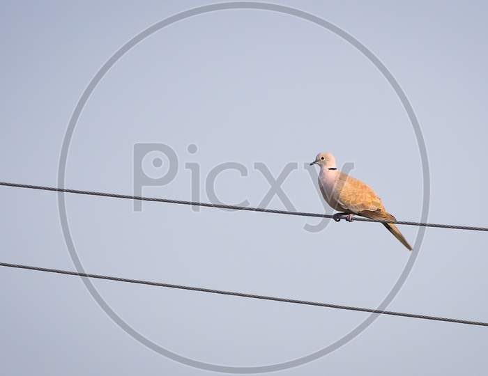 Eurasian Collared Dove Sitting On Parallel Electric Wire
