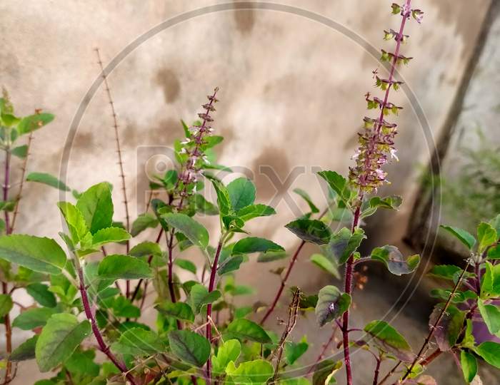 Tulsi plants, flower and leaves. A potted plants and a very sacred plants.