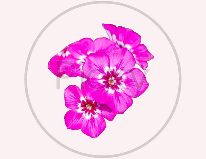 Bunch Of Phlox Flower On White Background