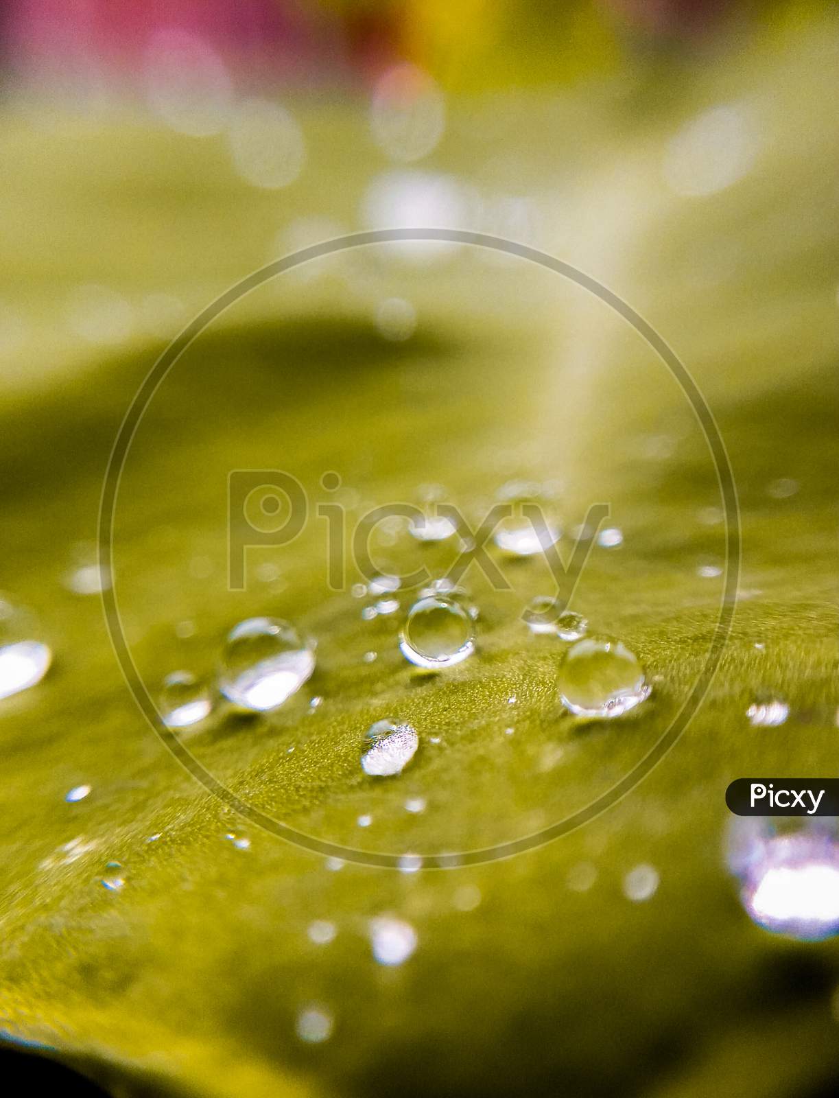 Liqiud bubble close up shot of water drops over the leaf.
