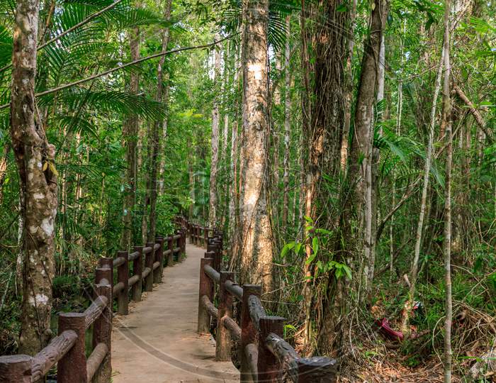 Natural Park Walking Trail In Green Rain Forest