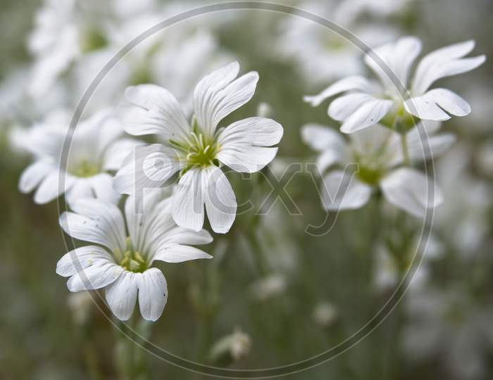 Close-Up Of Field Chickweed Flowers. Blooming White Flowers. Cerastium Arvense.