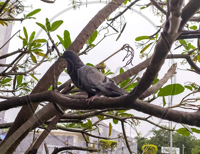 Pigeon sitting on tree branch new leave are coming out of tree