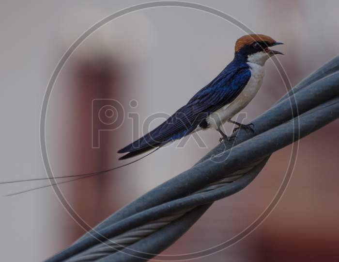 Wire tailed swallows are medium sized passerine birds,a unique peculiarity of which is presence of a pair of wire like structure from the end of its tail feathers