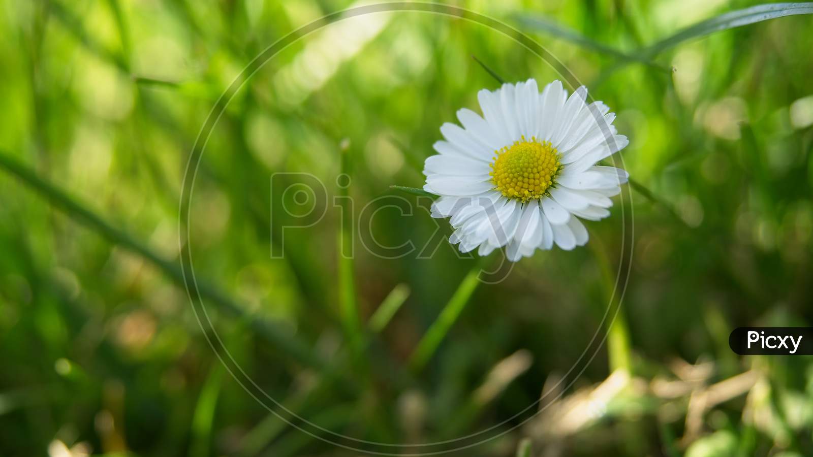Close-Up Of Beautiful Daisy Flower In The Spring.