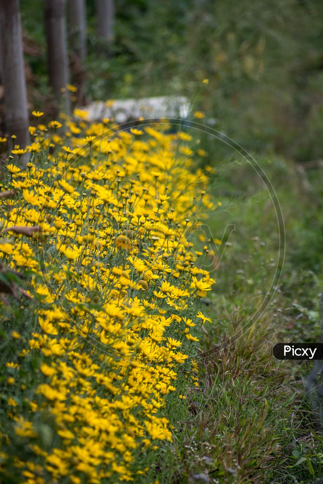 Yellow Garden Flower , Blooming Season