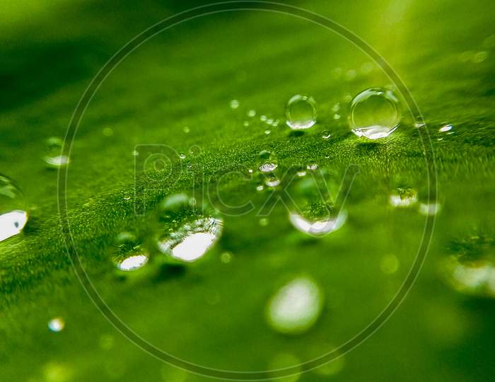 Macro photography of water drops at the leaf.