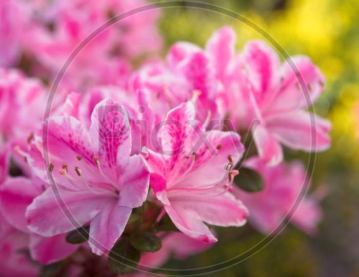 Close-Up Photo Of Blooming Pink Rhododendron Flowers.