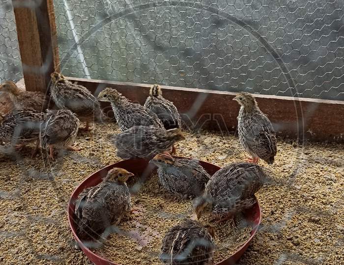 Battai, quail