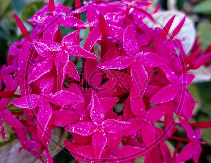 Ashoka rain drop on flower