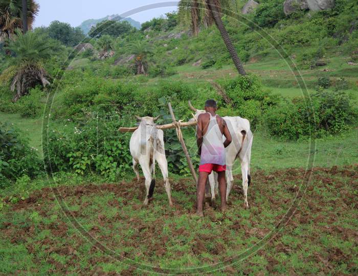 Indian farmer is plowing the field with his Animals ox and farming tool in forest Hillside