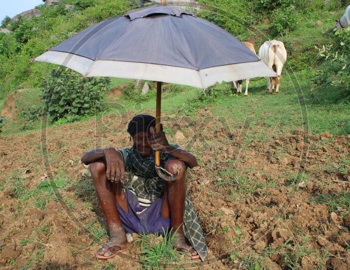 Old poor Cow grazier site on soil with umbrella holding in hand
