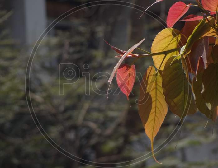 Autom leafs stock photo