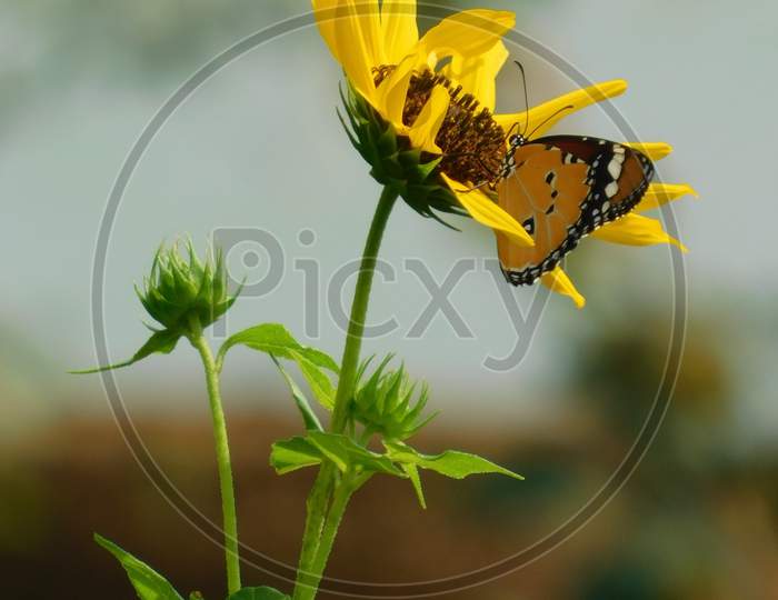Butterfly on sunflower.