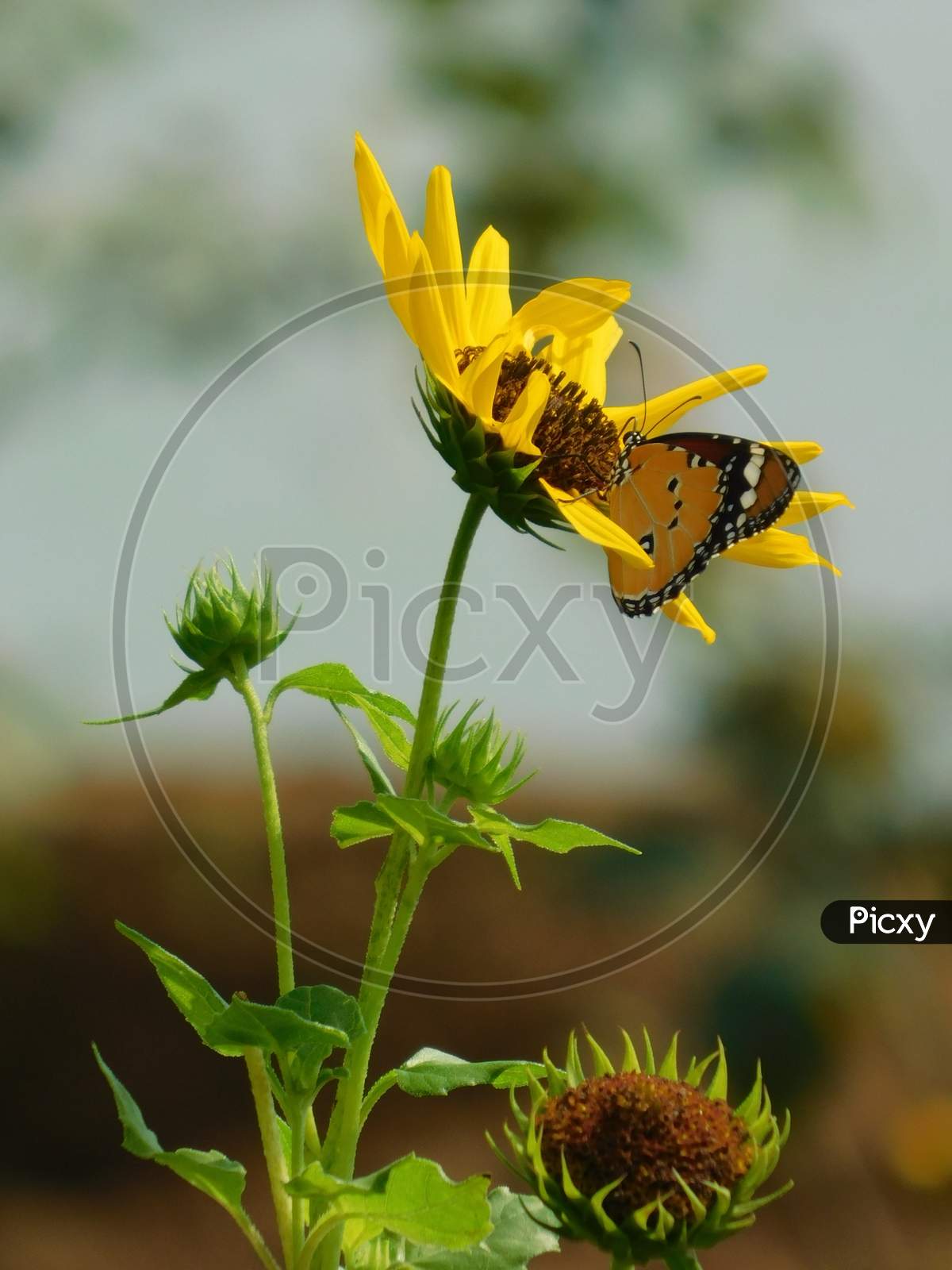 Butterfly on sunflower.