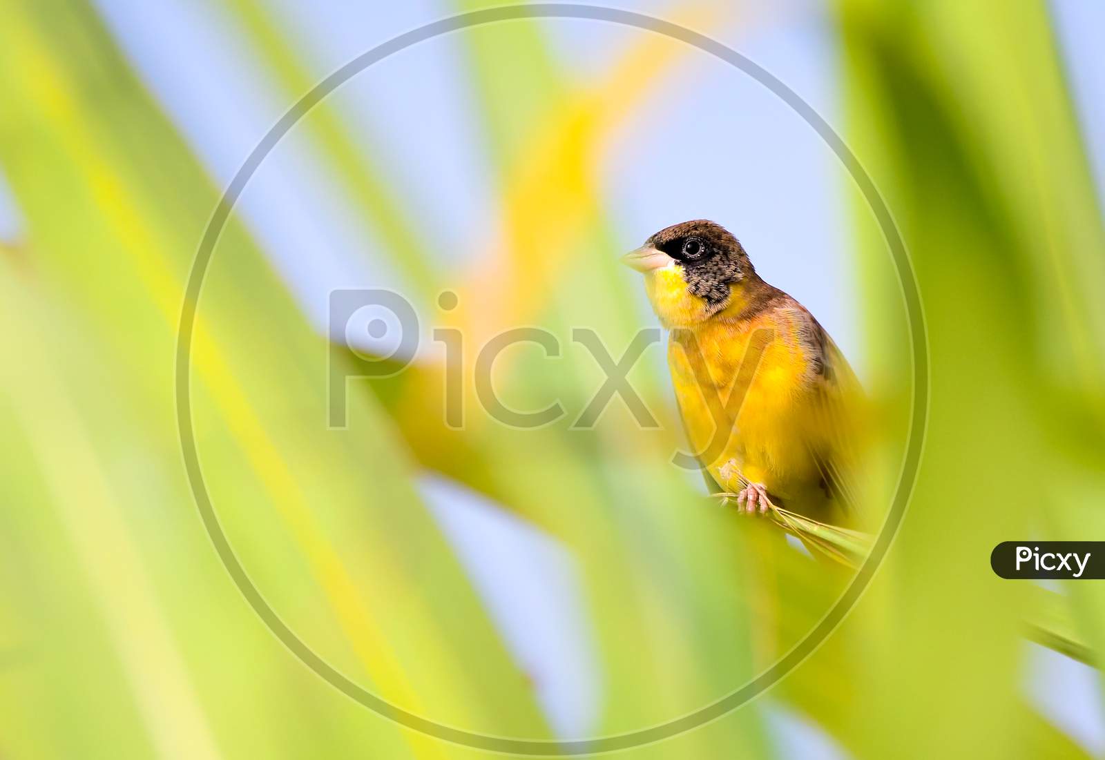 Black-Headed Bunting Sitting And Hiding Behind Plant Leaf