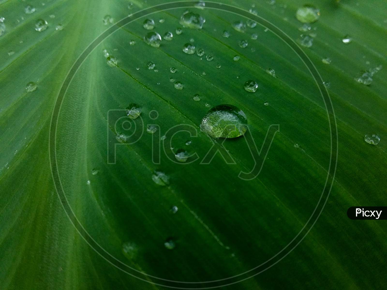 green leaf with water drops, Banana leaf