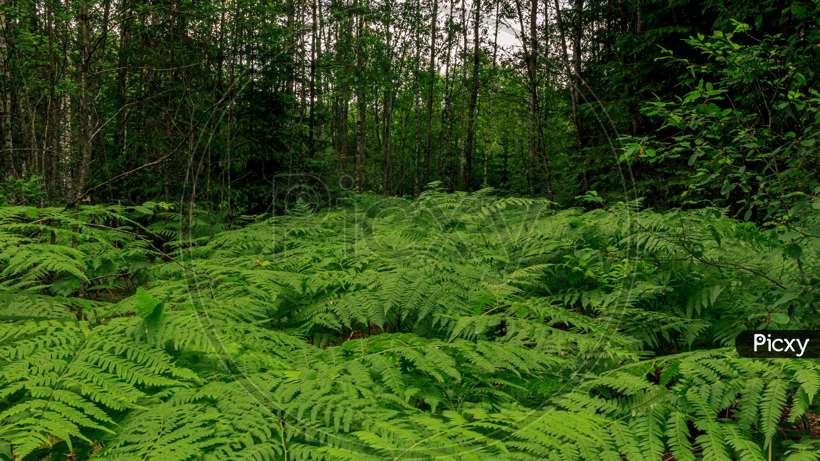 Green Rain Forest Covered Ferns Leaf
