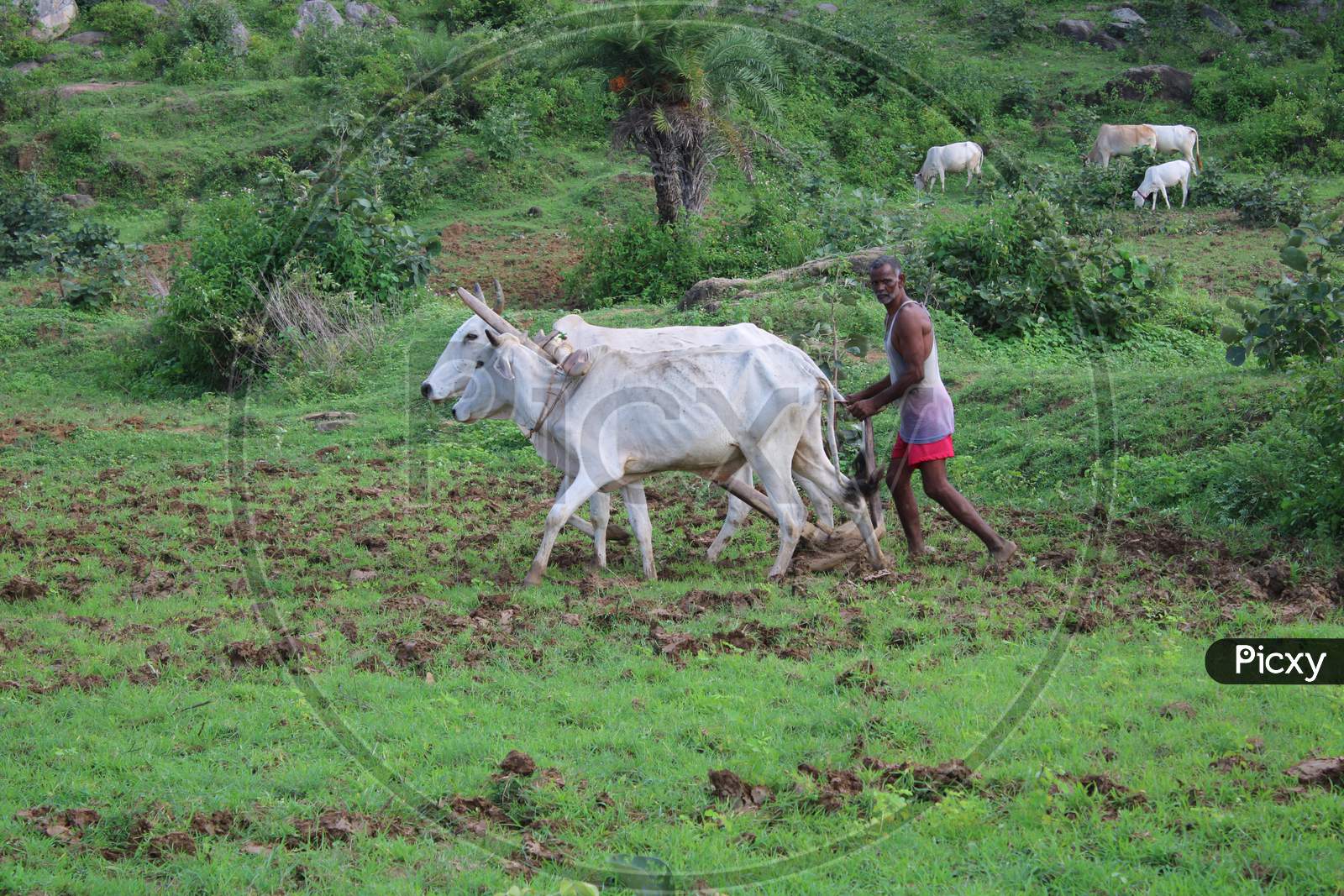 Indian farmer is plowing the field with his Animals ox and farming tool in forest Hillside