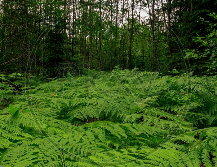 Green Rain Forest Covered Ferns Leaf
