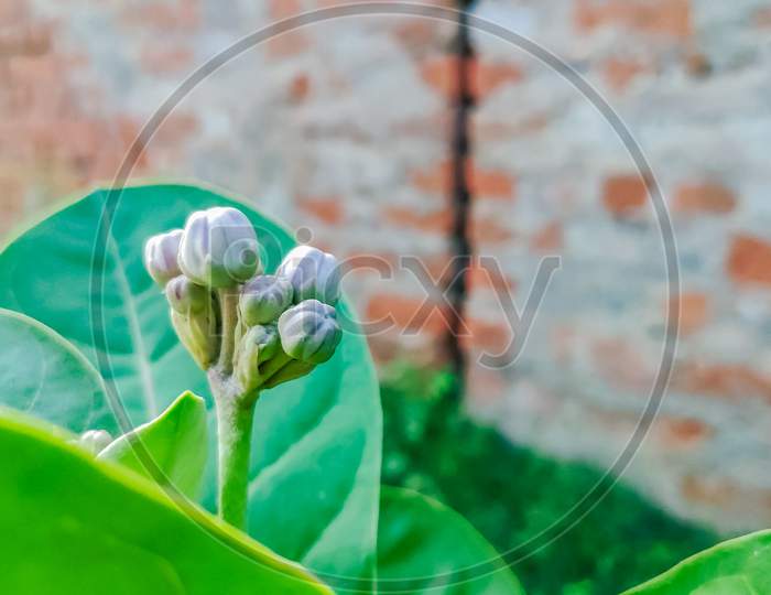 Selective Focus On Wild Flower Buds With Green Leaves
