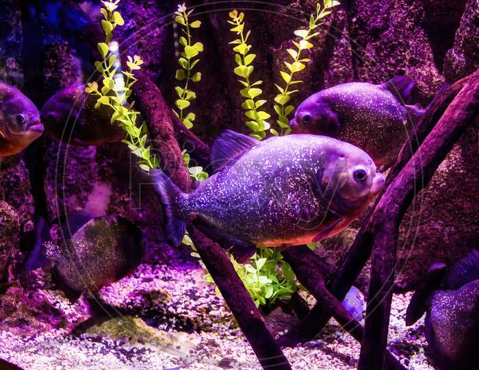 Malaga, Spain: Underwater Ocean Life Showing Two Piranha Or Piraña, A Member Of Family Serrasalmidae, Or A Member Of The Subfamily Serrasalminae Within The Tetra Family