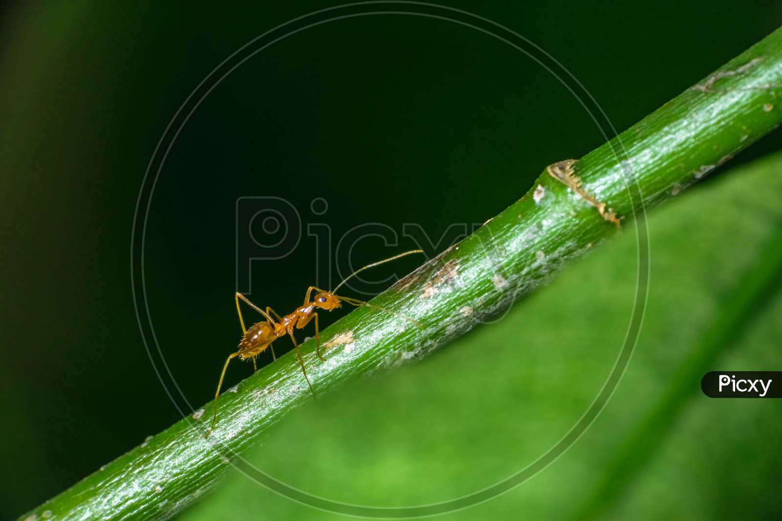 Isolated Pharaoh Ant Walking On A Stem .Green Background