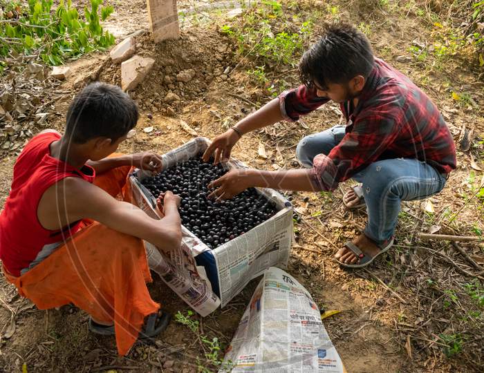 Boys collect fresh Jamun, Indian blueberry or black plum fruits in a crate after picking fruits from the trees